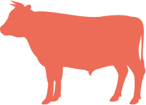 Alimentation Omnivore