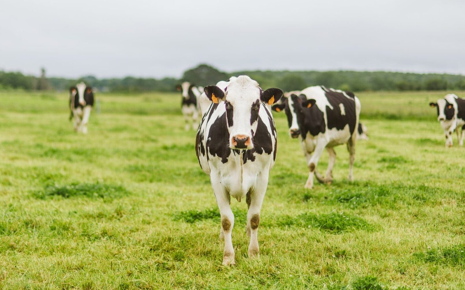 Pourquoi les prairies jouent un rôle écologique majeur ?