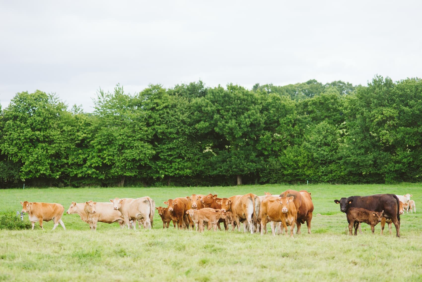 Un monde sans élevage est-il possible ?